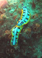 A little loving going on in the Keys!!

Key Largo, Fl C... by Steven Whitehead 
